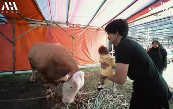 Aurel Hermansyah Ngamuk, Ameena Nyaris Diseruduk Sapi Megalodon 1,2 Ton