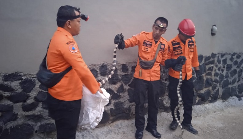 Ngeri, Dua Ular Welang Masuk ke Kamar Mandi Warga Cibinong