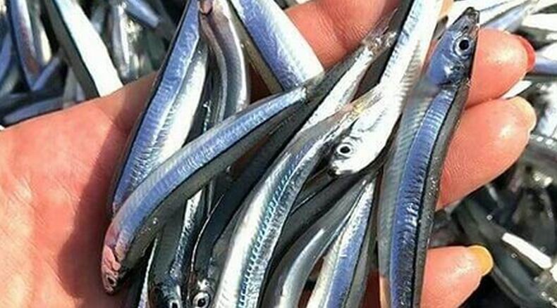 Heboh Hujan Ikan Teri di San Francisco, Ternyata Ini Penyebabnya