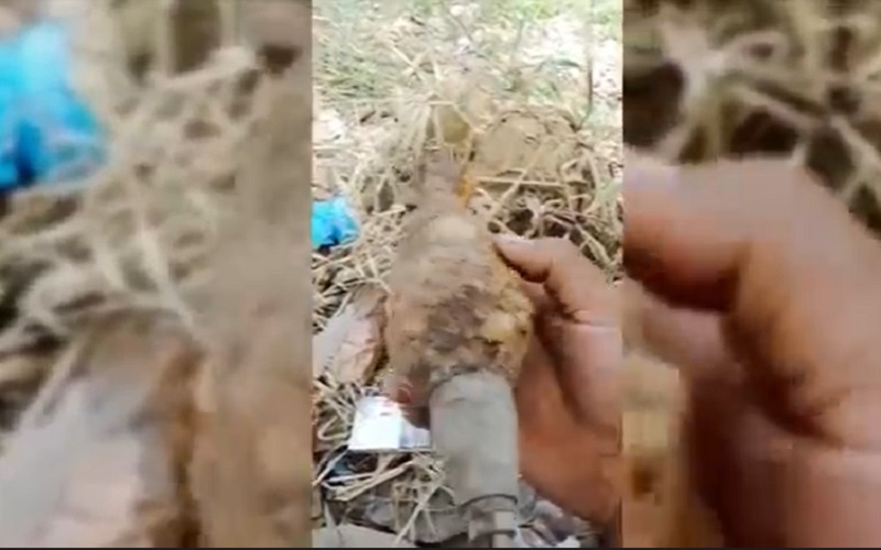 Petani Madina Temukan Mortir Diduga Sisa Perang Dunia Kedua 