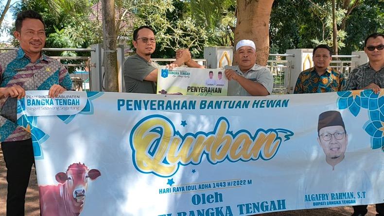 Bupati Bangka Tengah Mulai Salurkan Sapi Kurban, 1 Ekor Setiap Desa 