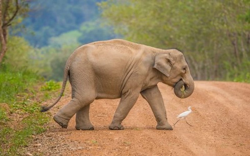 Duh! Habitat Gajah di Asia Menyusut 67.000 Km Persegi, Lebih Luas dari Negara Sri Lanka