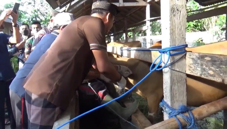 Sapi di Gianyar Bali Mulai Disuntik Vaksin PMK