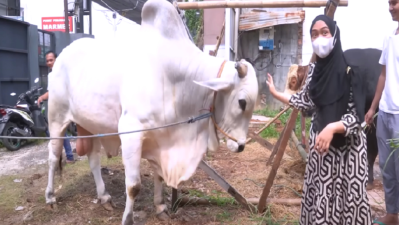 5 Artis yang Beli Sapi Super Besar untuk Dikurbankan, Nomor 4 Pendatang Baru