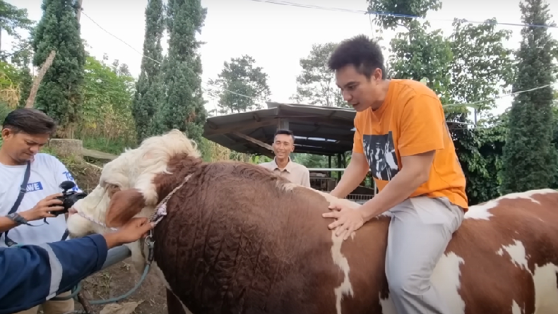 Inilah Sapi Jumbo Primadona Milik Baim Wong yang Ditaksir Banyak Orang, Harganya Capai Ratusan Juta Rupiah