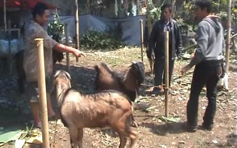 Hadits Tentang Keutamaan Qurban yang Perlu Diketahui Umat Muslim 