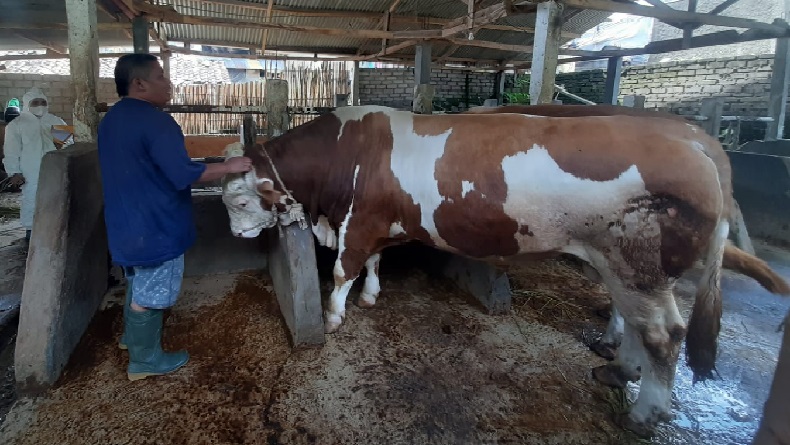 Afgan Sapi Berbobot 900 Kg Milik Peternak Lembang Jadi Hewan Kurban Presiden Jokowi