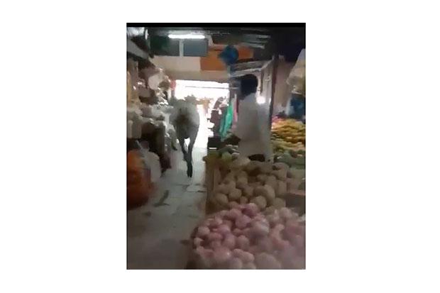 Heboh Sapi Masuk ke Pasar Argosari Wonosari saat Hendak Disembelih