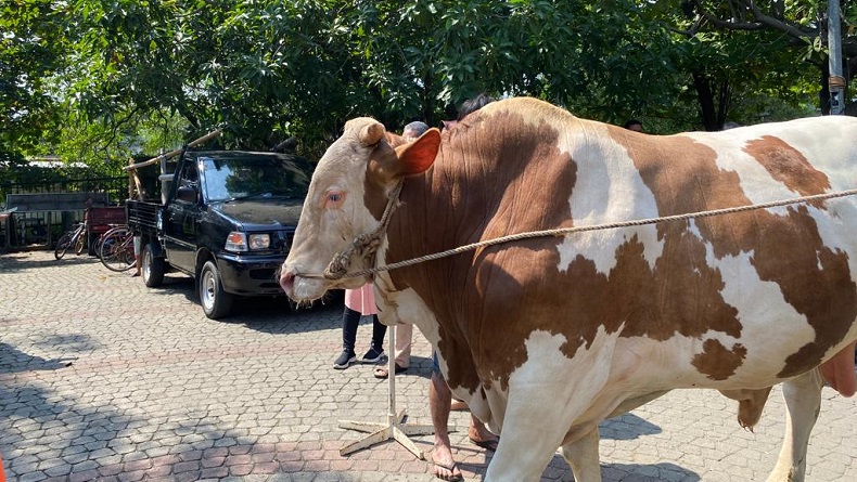 Jakarta Islamic Center Terima Sapi Limosin Seberat 1 Ton dari Presiden Jokowi
