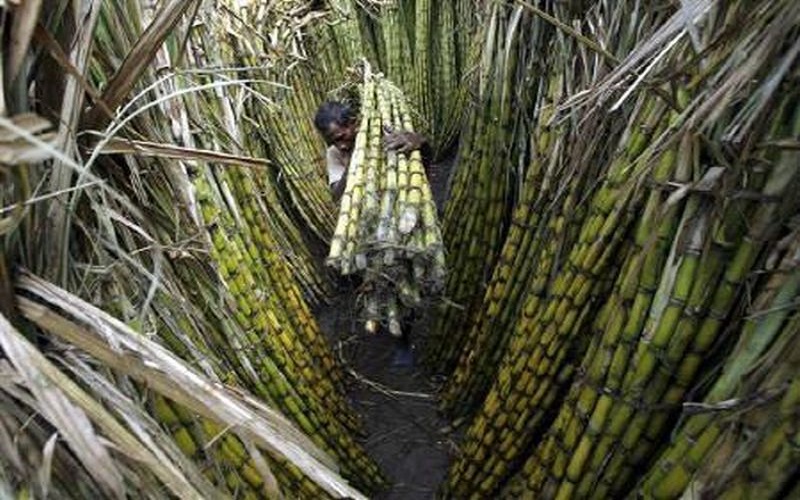 Pemerintah Naikkan Harga Gula, APTRI: Petani Tebu Tak Menikmati  