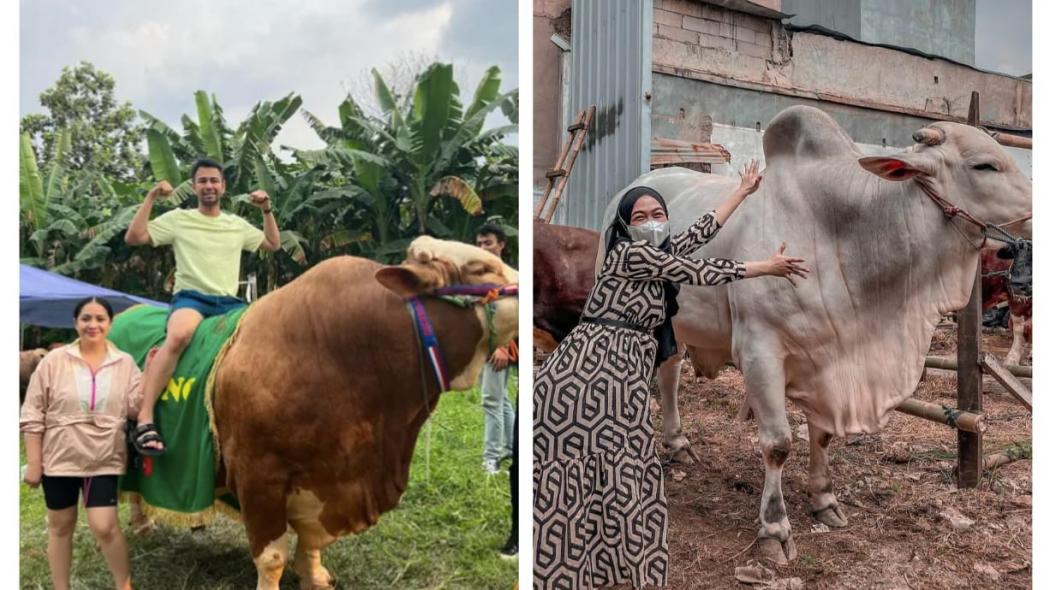 Deretan Artis Berkurban di Iduladha 2022, Nomor 3 Sapinya Gagah Didatangkan Langsung dari Kawasan Kaki Gunung Merapi   