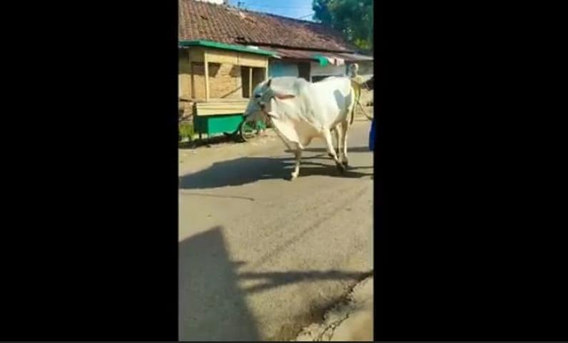  Sapi di Jepara Ngamuk saat Akan Disembelih, Tabrak 2 Motor dan Lukai Warga
