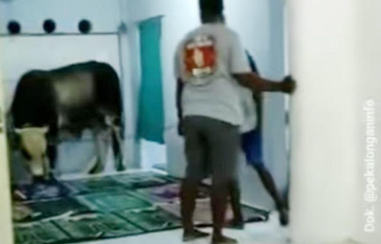Heboh Sapi di Pekalongan Lepas dan Masuk Musala, Jemaah sedang Salat Berhamburan Lari