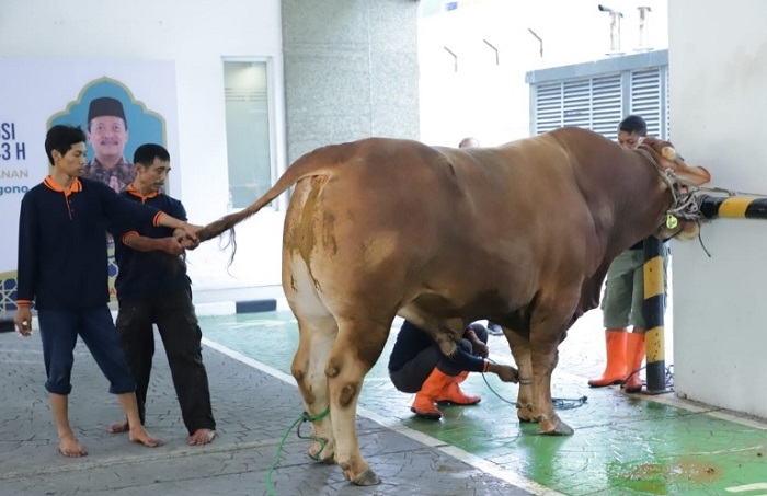 Rayakan Idul Adha, Menteri Trenggono Kurban Sapi Simental Seberat 1,2 Ton 