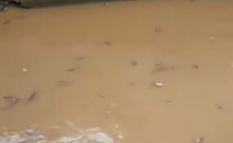 Ratusan Ikan Mati di Kali Baru Kramat Jati, Dinas LH Ambil Sampel Air untuk Uji Lab
