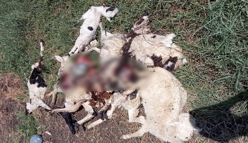 Ngeri, Belasan Kambing Ternak di Indramayu Tercabik dan Mati Misterius