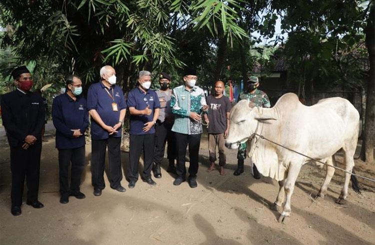 Tebar Kurban Sebar Kepedulian, Baznas Sleman Bagikan 4 Sapi dan 3 Kambing