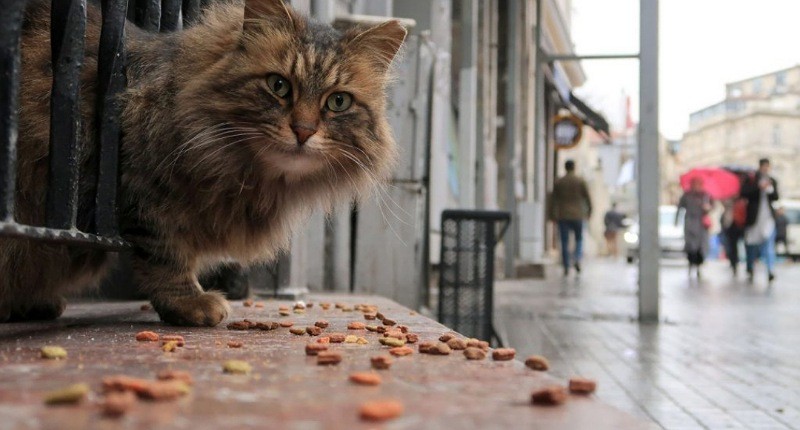 Terungkap, Ini Awal Sejarah Turki Menjadi Rumah bagi Kucing Liar