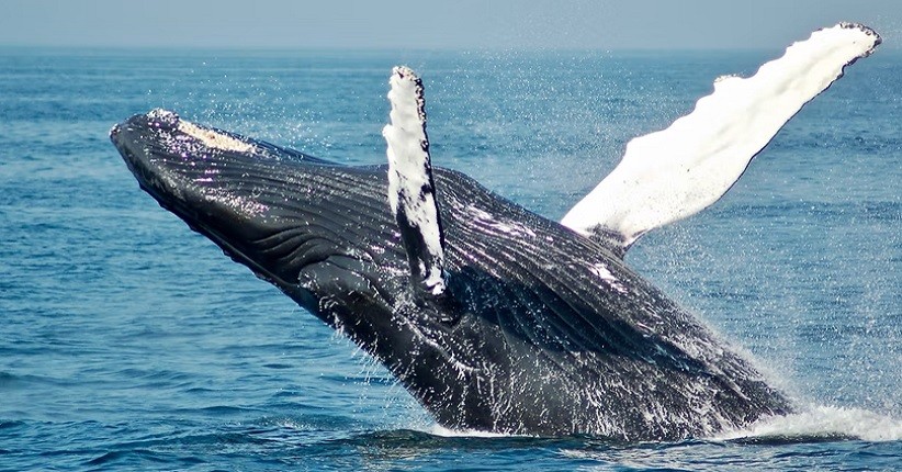 Sempat Menghilang, Populasi Paus Sirip Antartika Pulih