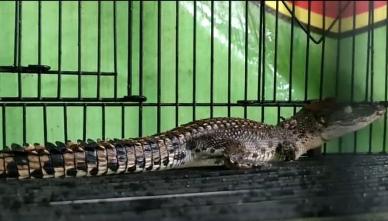  Cilacap Gempar, Buaya Muara Masuk Permukiman, Diduga dari Perairan Nusakambangan