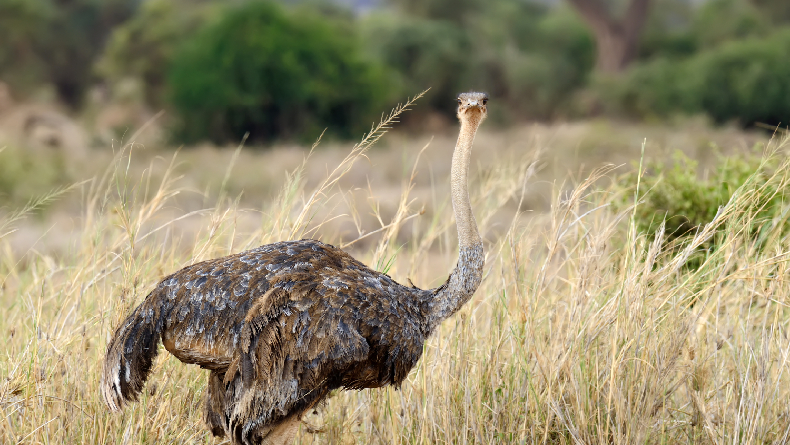 5 Burung Paling Berbahaya di Dunia, Bisa Membunuh Manusia