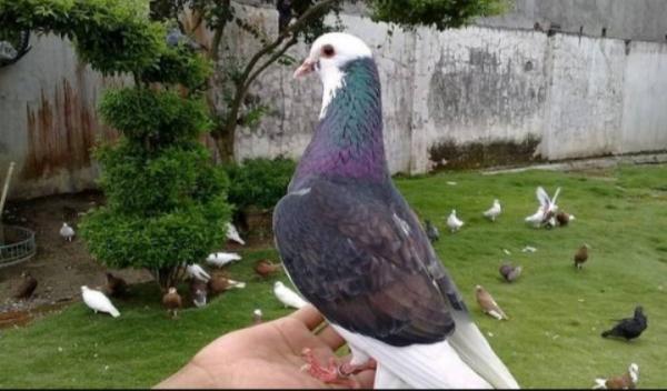 Sopir Taksi Ini Ditangkap Polisi gegara Merpati