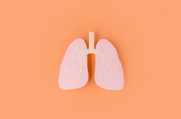 6 Fungsi Faring pada Sistem Pernapasan dan Pencernaan Manusia