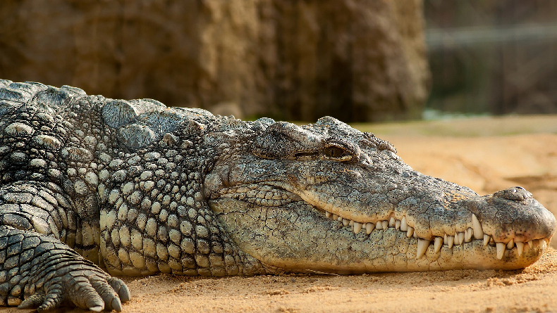 5 Buaya Paling Mematikan di Dunia, Sudah Banyak Memakan Korban Jiwa