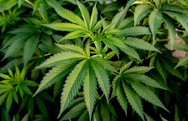 Polisi Tangkap 2 Pengedar Narkoba di Karawang dan Bekasi, Pelaku Punya 36 Pohon Ganja