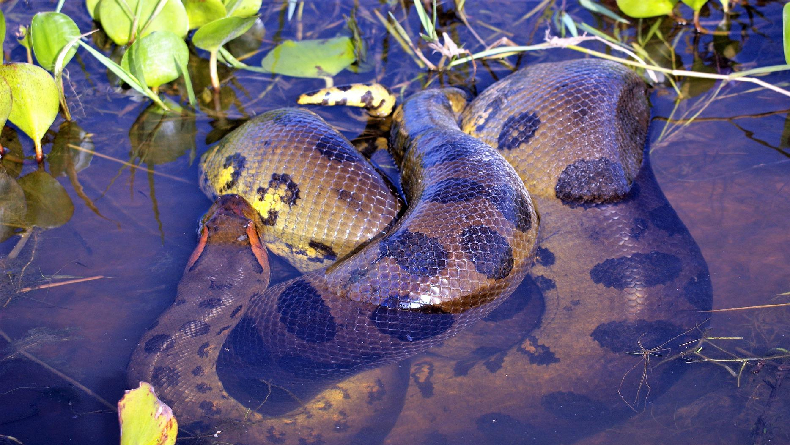 Ngeri! Ini yang Terjadi jika Kita Ditelan Anaconda