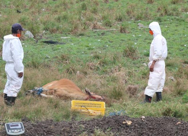 Aturan Ganti Rugi Hewan Ternak Mati akibat PMK Akan Terbit Pekan Ini   