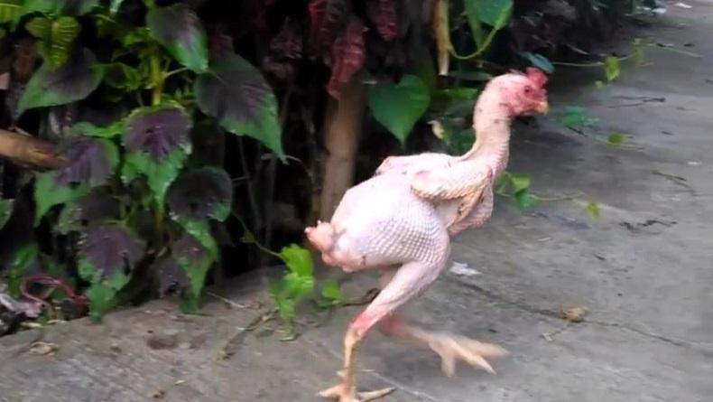 Bikin Geli, Ayam Jantan Hidup Tanpa Bulu Sejak Kecil di Pemalang