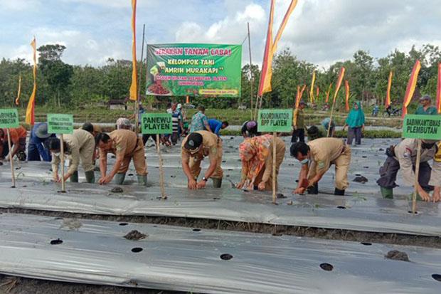 Gunungkidul Gencarkan Gerakan Tanam Cabai 12 Kali Panen