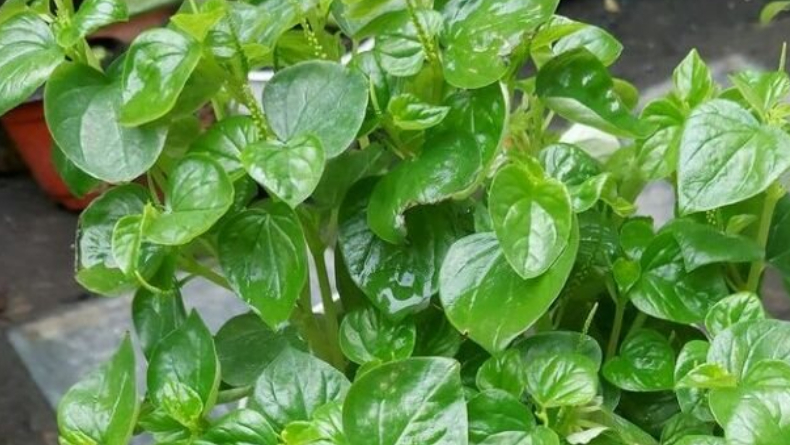 5 Manfaat Daun Sirih Cina Bagi Kesehatan, Bisa Jadi Obat Kanker