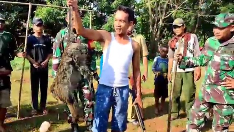 Heboh Monyet Liar yang Serang Bocah 4 Tahun di Mundu Cirebon Ditembak Mati 