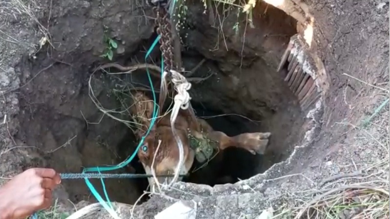 Ngamuk dan Masuk Sumur 10 Meter, Sapi Limosin Milik Warga Mojokerto Mati 
