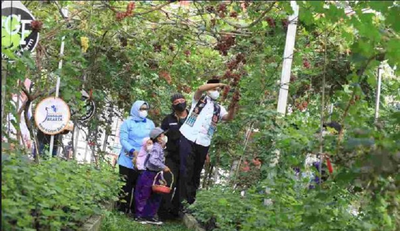 Panen Anggur di Cilincing, Anies: Contoh Nyata Kolaborasi Pemprov DKI dengan Masyarakat
