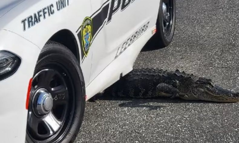 Kocak, Buaya Ini Ngumpet di Kolong Mobil Polisi saat Dikejar Petugas lalu Kejepit