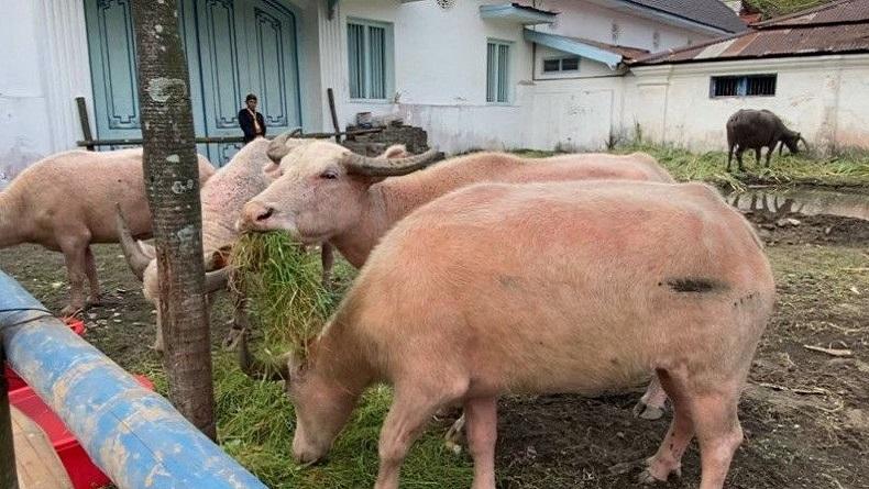 5 Kerbau Bule Keraton Solo Dipastikan Ikut Kirab Malam 1 Sura