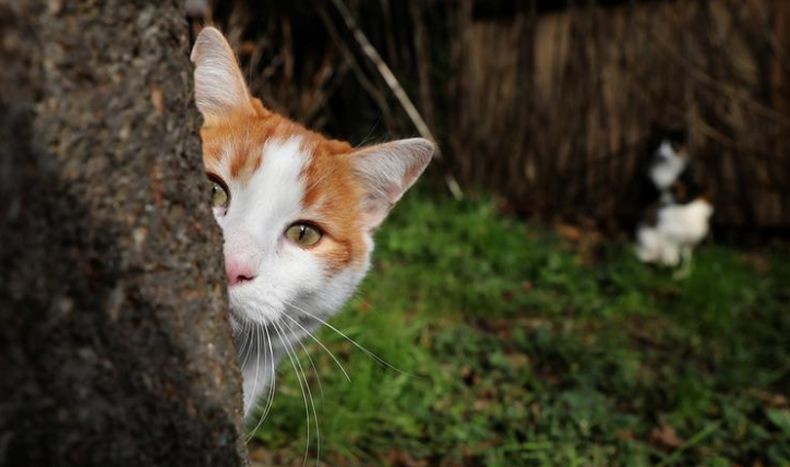 Ilmuwan di Negara Ini Masukkan Kucing sebagai Spesies Alien Berbahaya, kok Bisa?