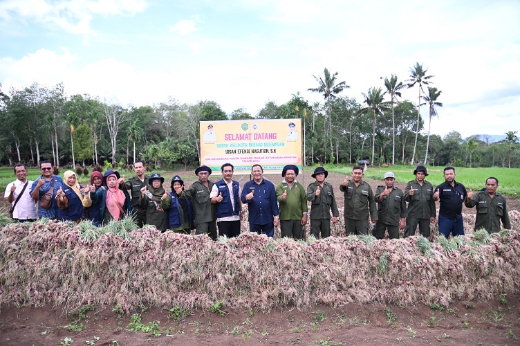Padang Sidempuan Sukses Panen Bawang Merah, Diperkirakan Capai 3 Ton