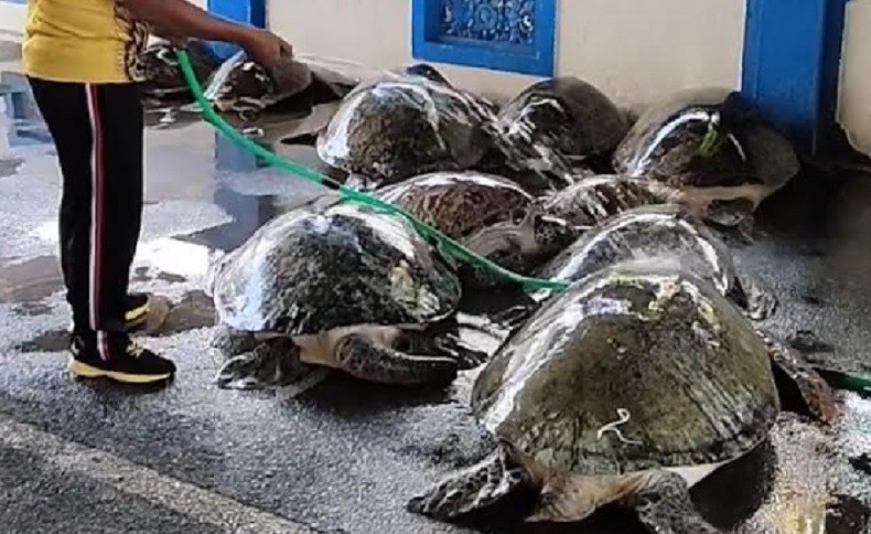Penyelundup Penyu Langka ke Bali Diupah Rp700.000 Per Ekor