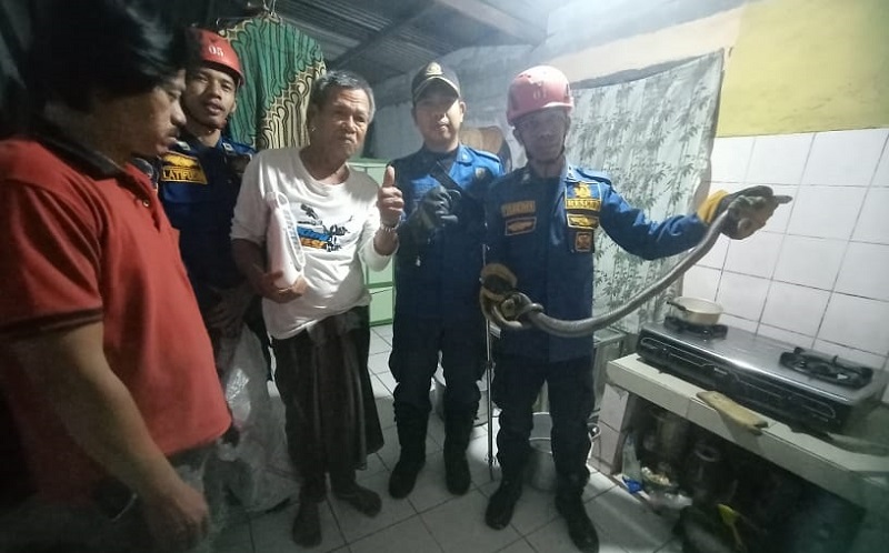 Dengar Suara Mendesis, Warga Cibinong Kaget Ada Ular Kobra 1 Meter di Dapur Rumahnya
