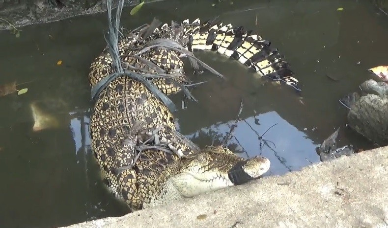 Buaya Berbobot 50 Kg Diserahkan ke Damkar, Pemilik Tak Sanggup Beri Makan