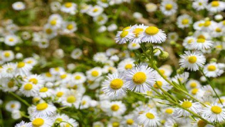 SBM ITB Perkenalkan Bunga Chamomile Berkhasiat Atasi Kolesterol dan Insomnia