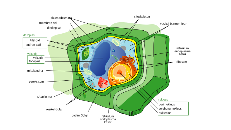 Sel Tumbuhan Terdiri dari Apa Saja? Ini Penjelasannya
