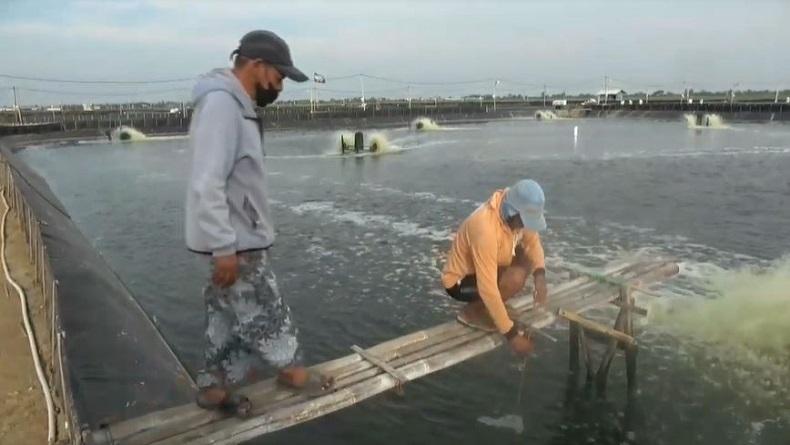 RI Mau Buat Tambak Udang Modern Senilai Rp7,5 Triliun, di Mana?