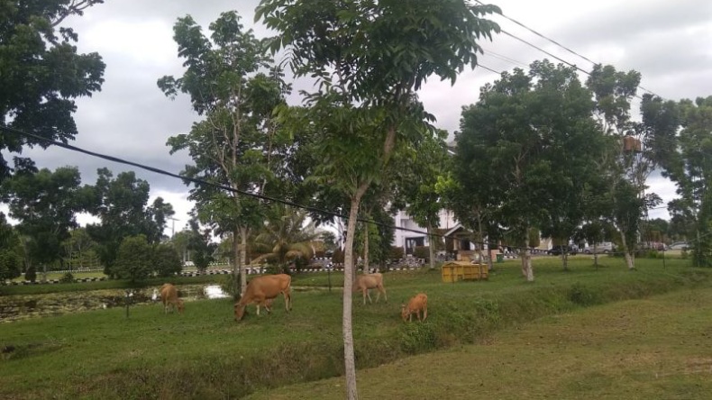 Catat! Warga Mukomuko Bida Dipidana Jika Sengaja Lepaskan Ternak ke Jalan Raya