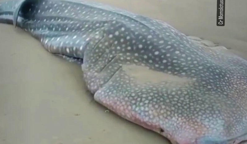 Ikan Hiu Terdampar dan Mati di Perairan Alas Purwo Banyuwangi 