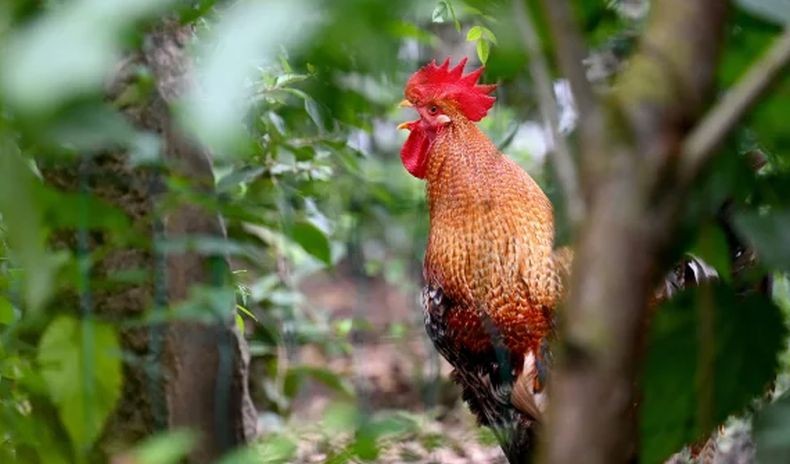 Ada-Ada Saja, Pasutri Ini Tuntut Tetangga gegara Ayamnya Berkokok 200 Kali Sehari